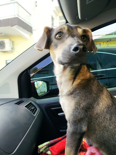 Clinivet Clínica Veterinária