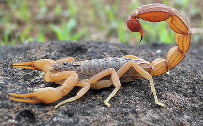 Dedetizadora Catarinense